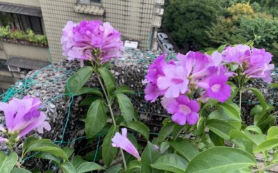 庭院之美